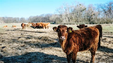 rfid chip for livestock|usda rfid mandate.